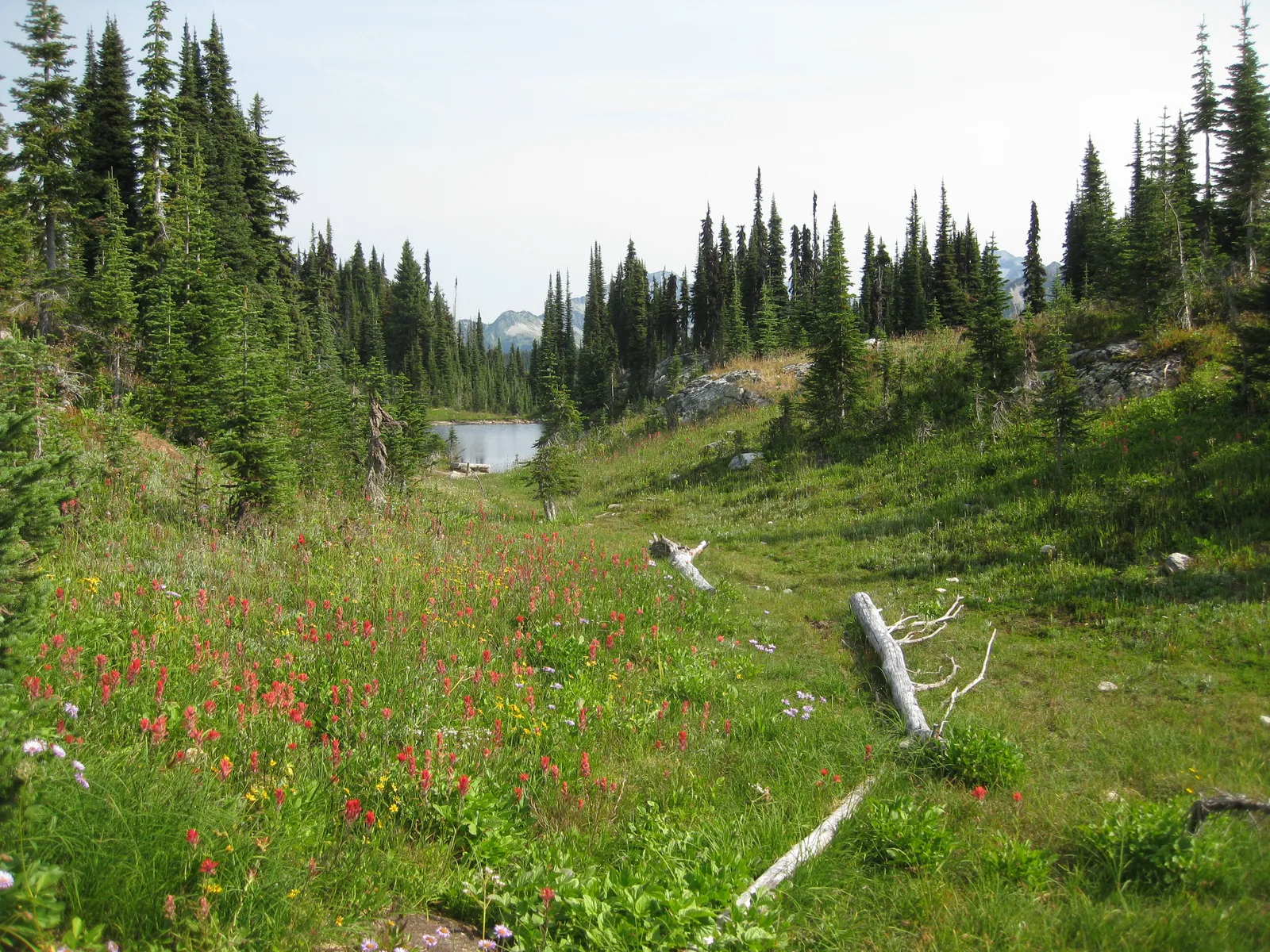 A dense carpet of red paintbrush and yellow flowers on a hillside meadow in Mount Revelstoke National Park, with scattered conifers and mountains behind.