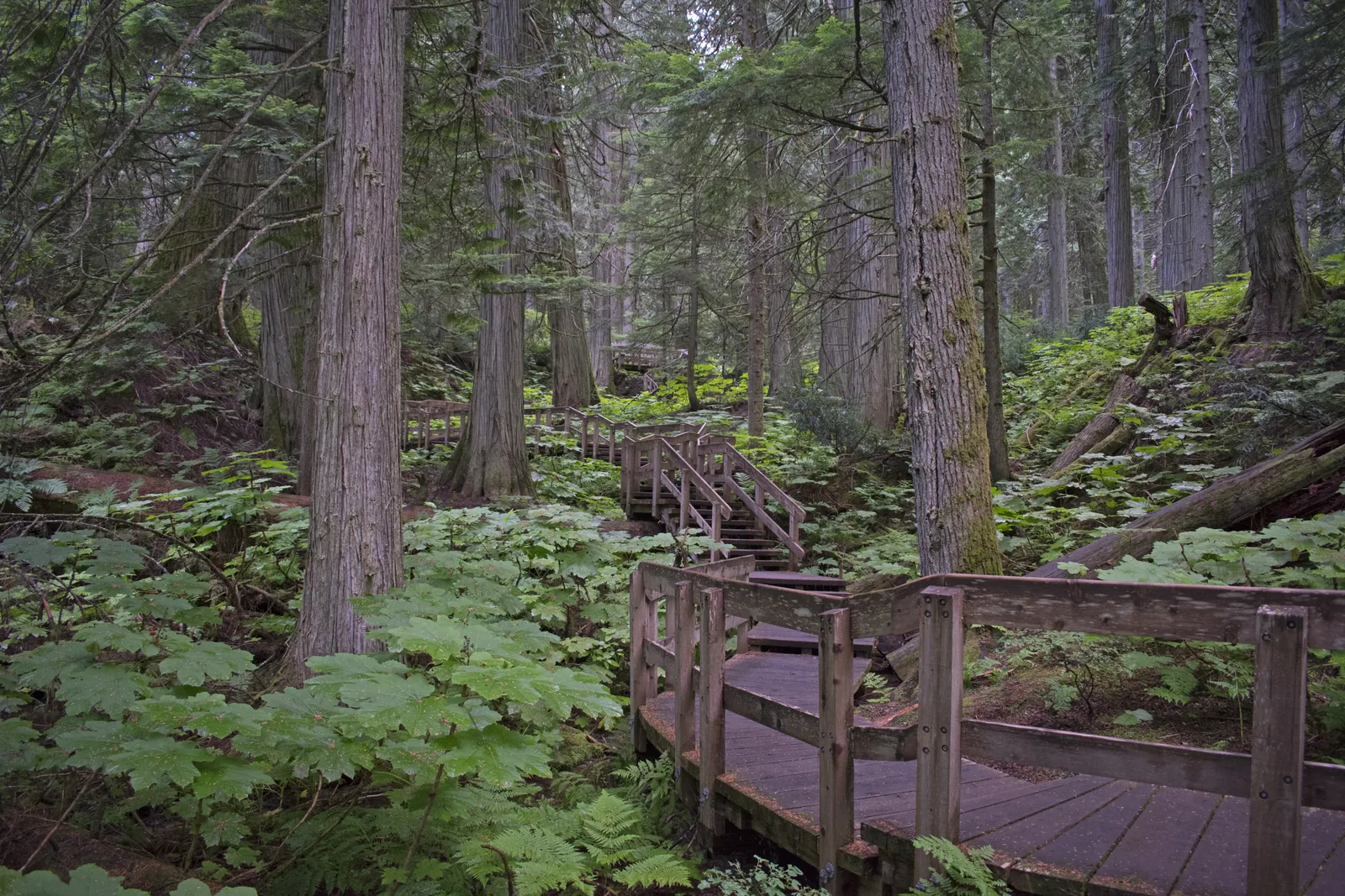 A wooden boardwalk with a railing leads through dense rainforest of massive cedar trunks and large-leaved plants in Mount Revelstoke National Park.