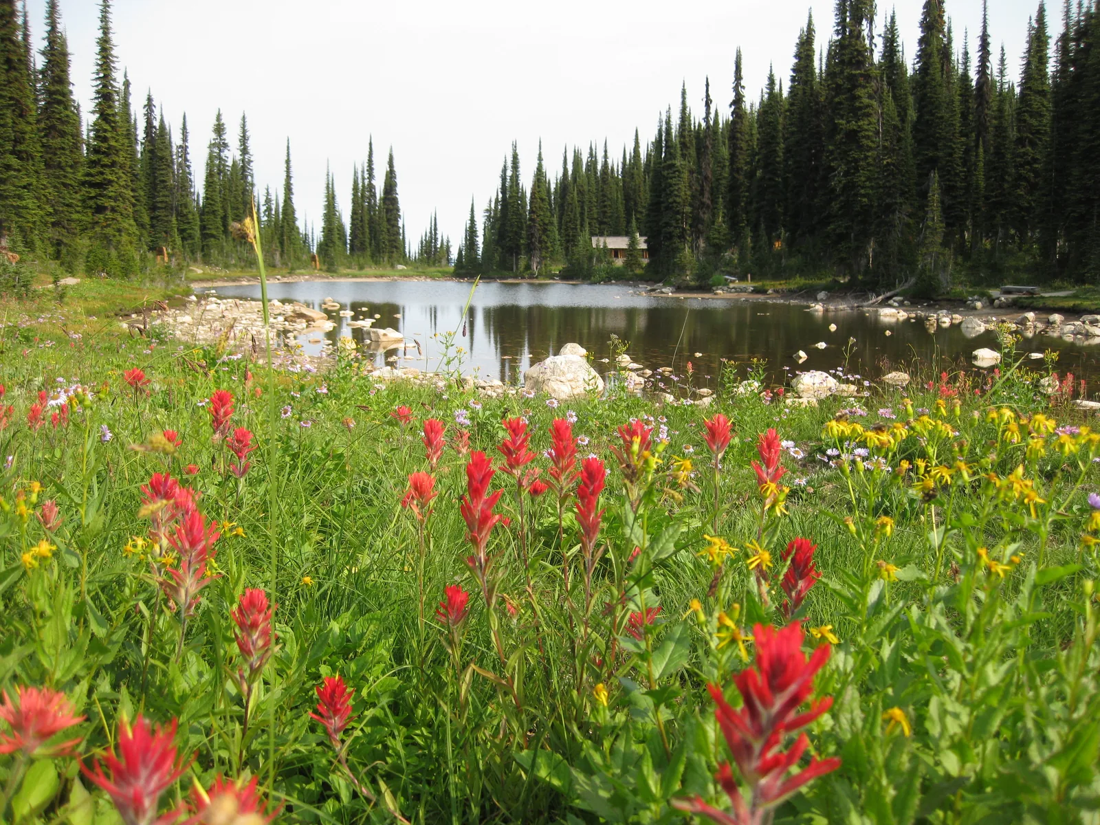 A subalpine meadow in Mount Revelstoke National Park, full of red paintbrush and yellow flowers, slopes down to a small mountain lake with dense conifer forest behind.