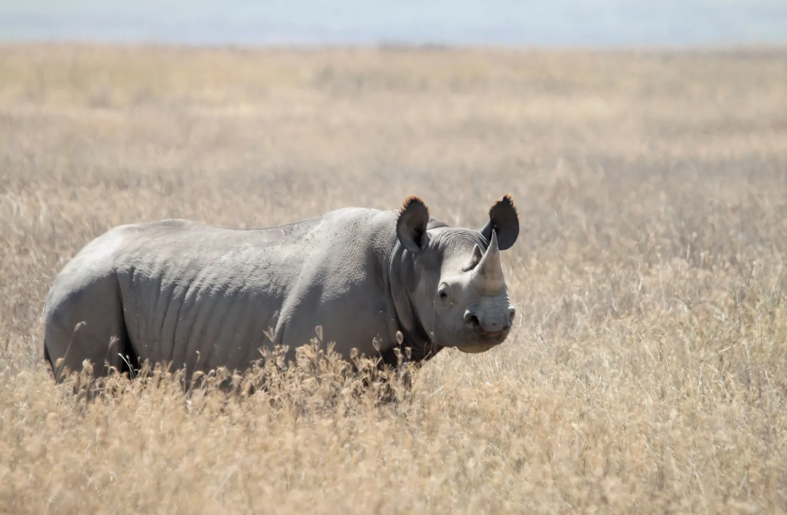 A black rhino in the tall dry grass of the Ngorongoro Crater