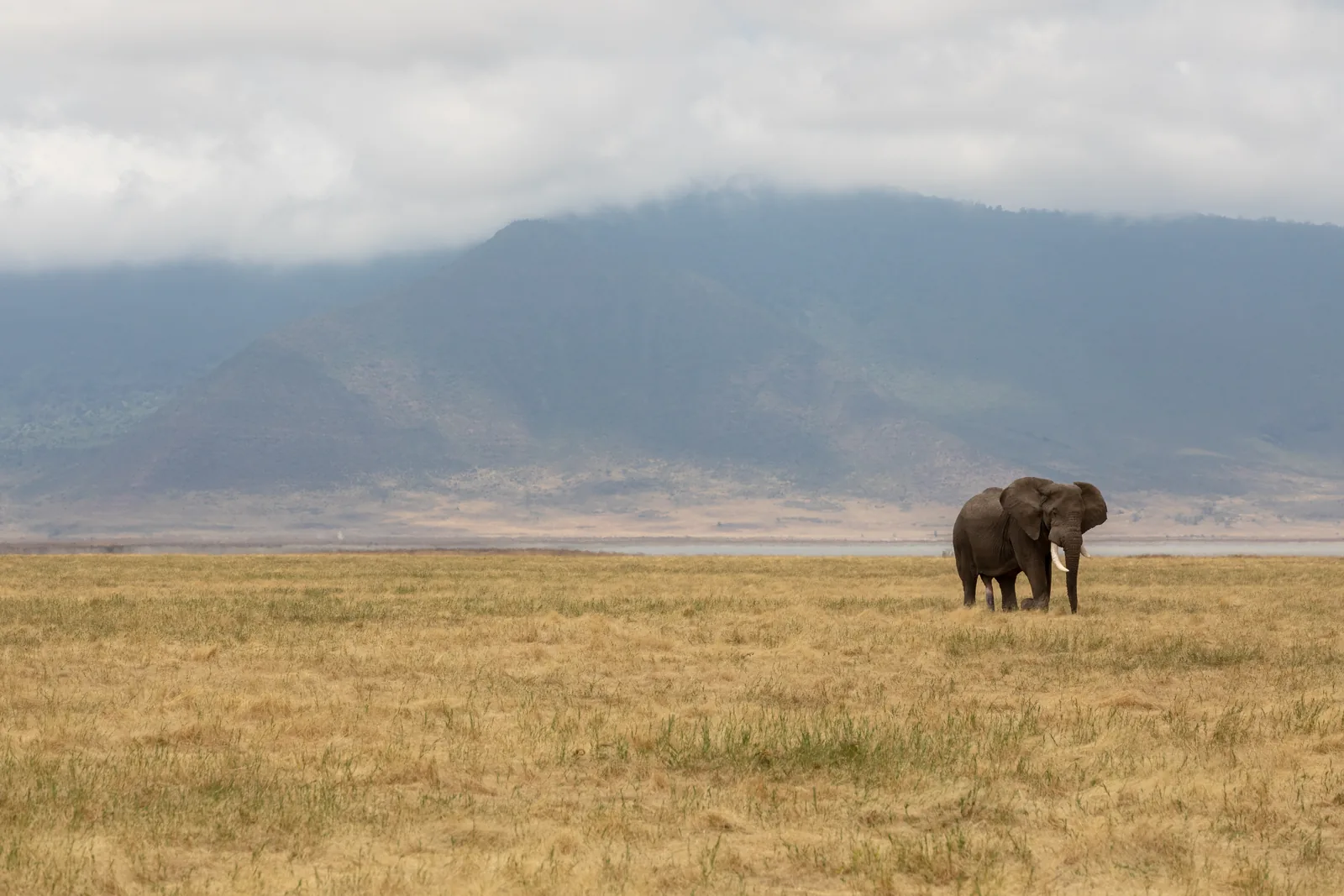 A lone elephant in the yellow grass of the Ngorongoro Crater, the cloudy crater wall behind
