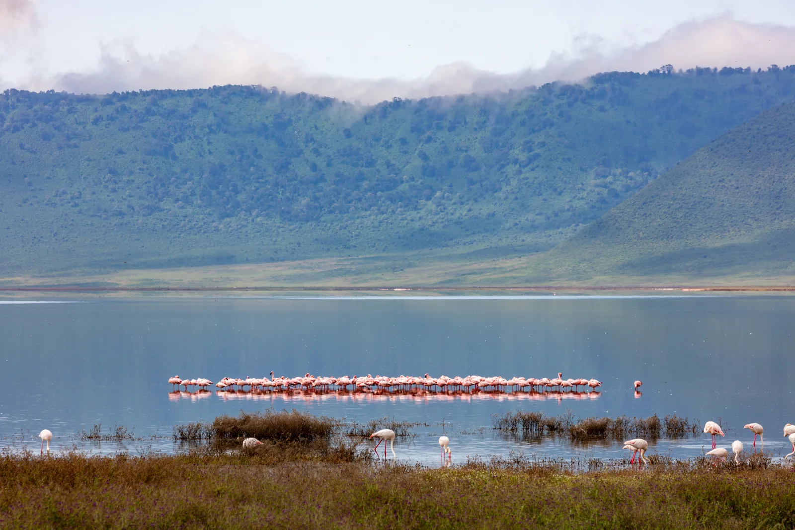A line of lesser and greater flamingos in the shallow water of Lake Magadi in the Ngorongoro Crater, the crater wall behind