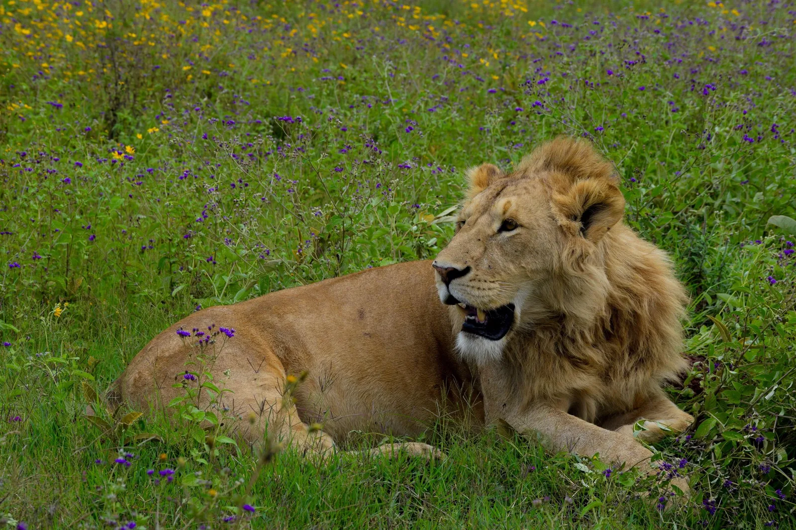 Offer photo: Full-day safari to the Ngorongoro Crater from Arusha