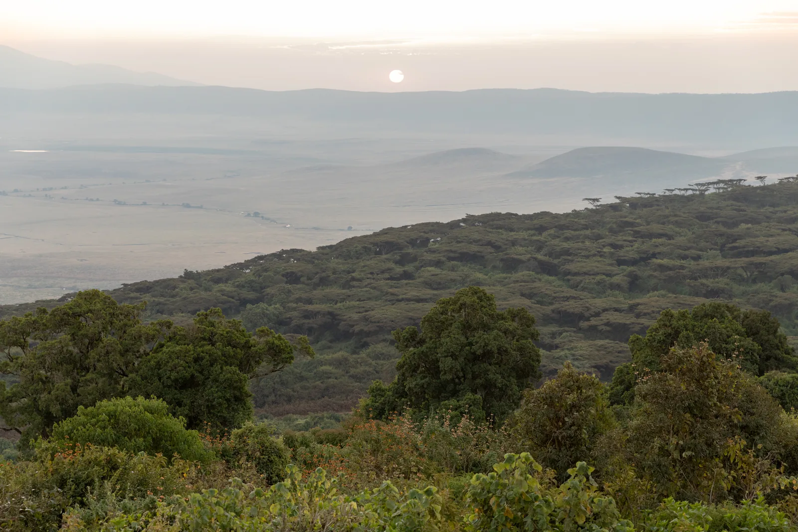 View from the forested rim of the Ngorongoro Crater in the morning haze across the wide crater floor