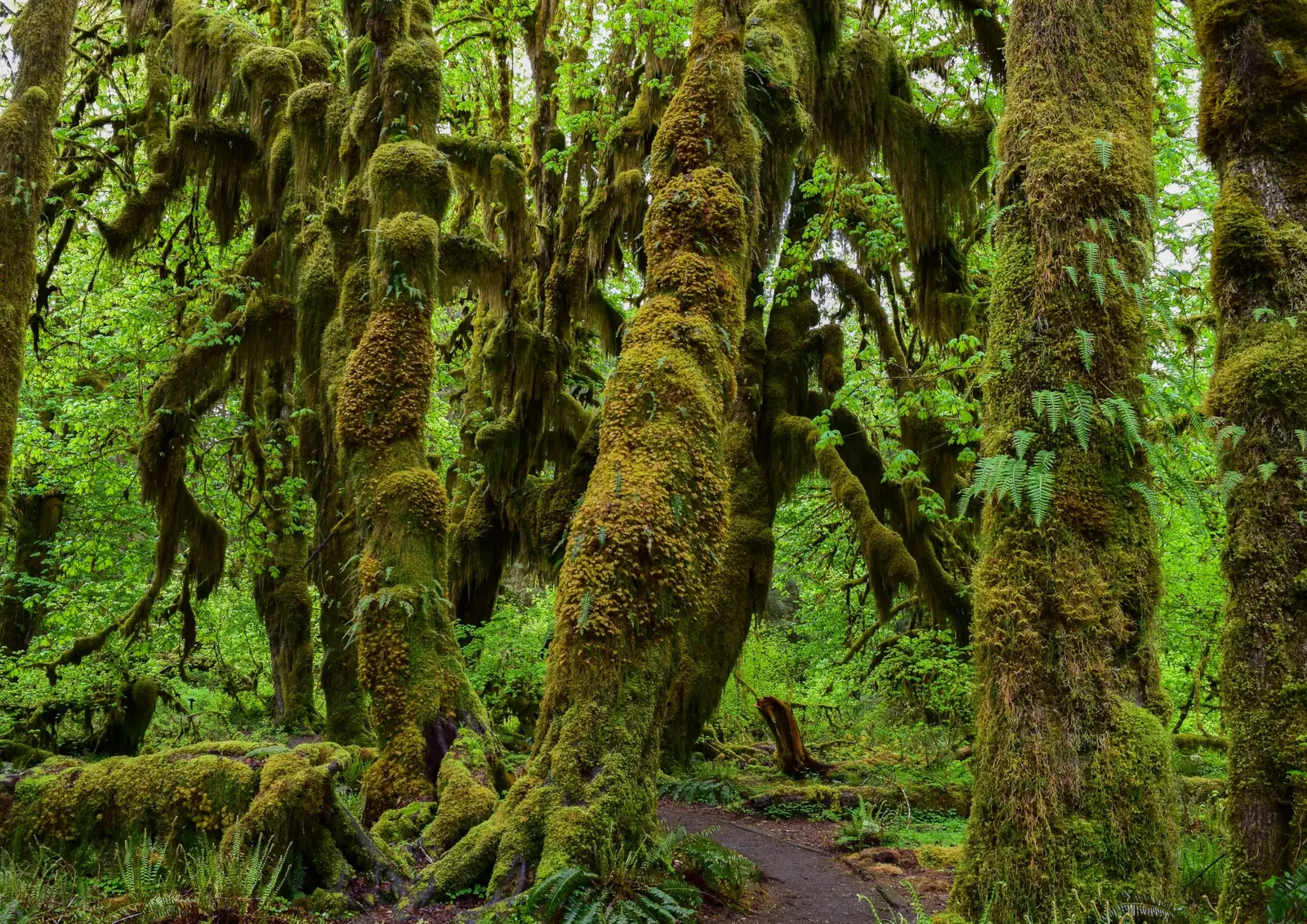 Offer photo: Hoh Rain Forest and Rialto Beach from Port Angeles