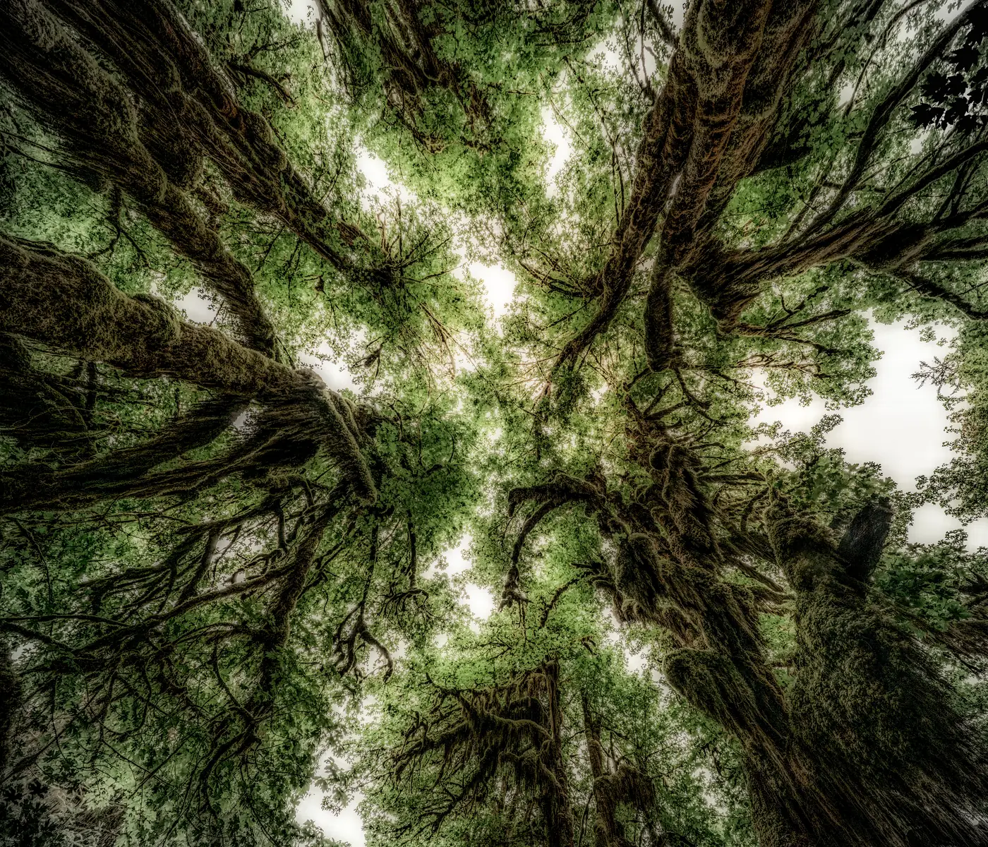Looking straight up into the moss-draped crowns of old maples on the Hall of Mosses Trail in the Hoh Rain Forest in Olympic National Park