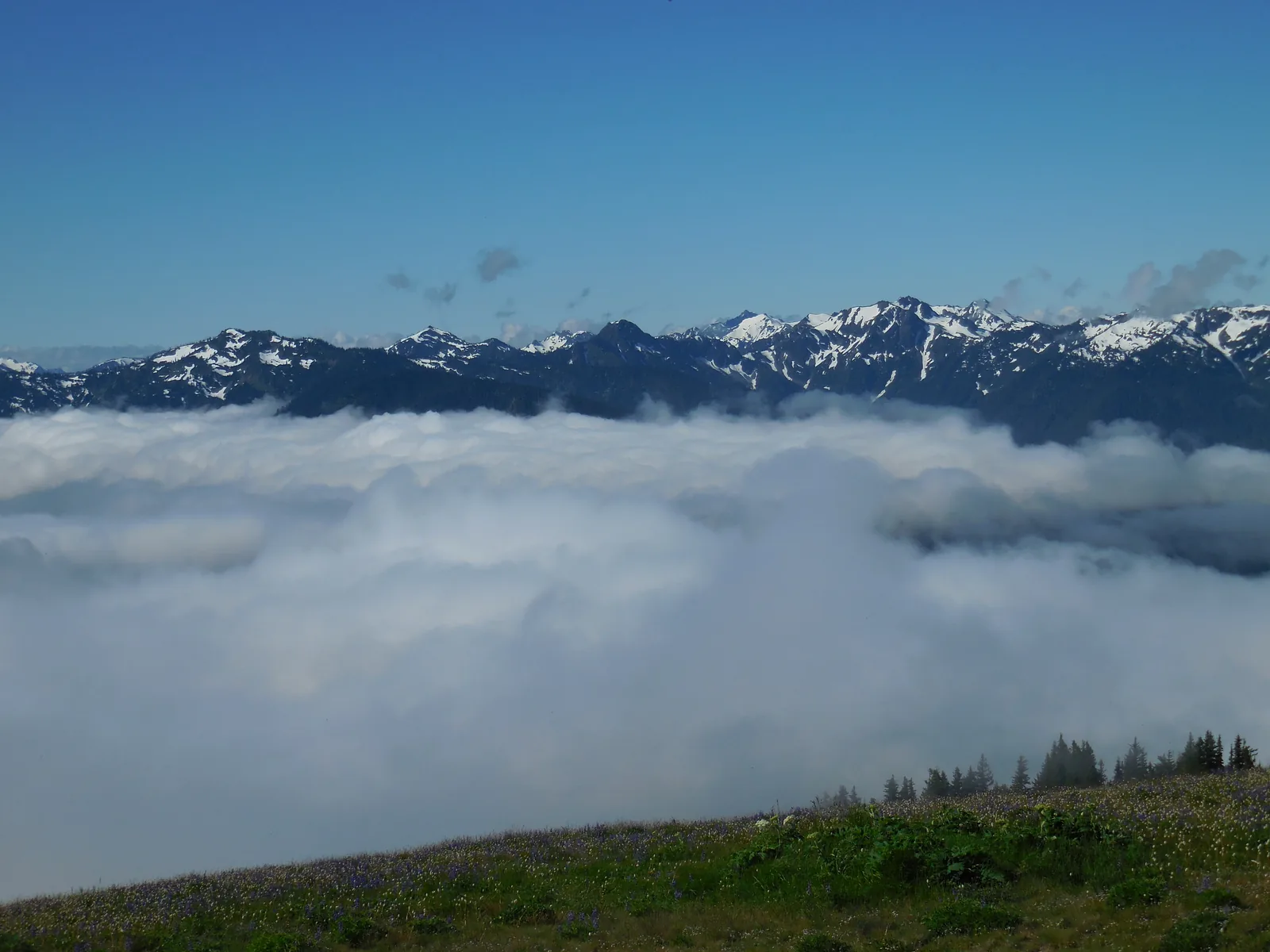 A sea of clouds below Hurricane Ridge in Olympic National Park, with the snowy peaks of the Olympic Mountains under a blue sky behind
