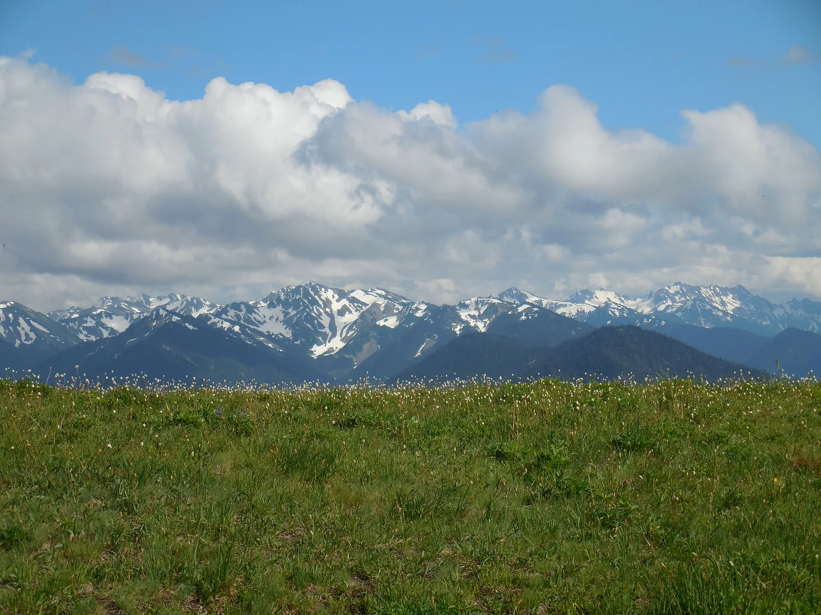 Alpine meadow in bloom on Hurricane Ridge in Olympic National Park, with the snow-streaked peaks of the Olympic Mountains under clouds behind