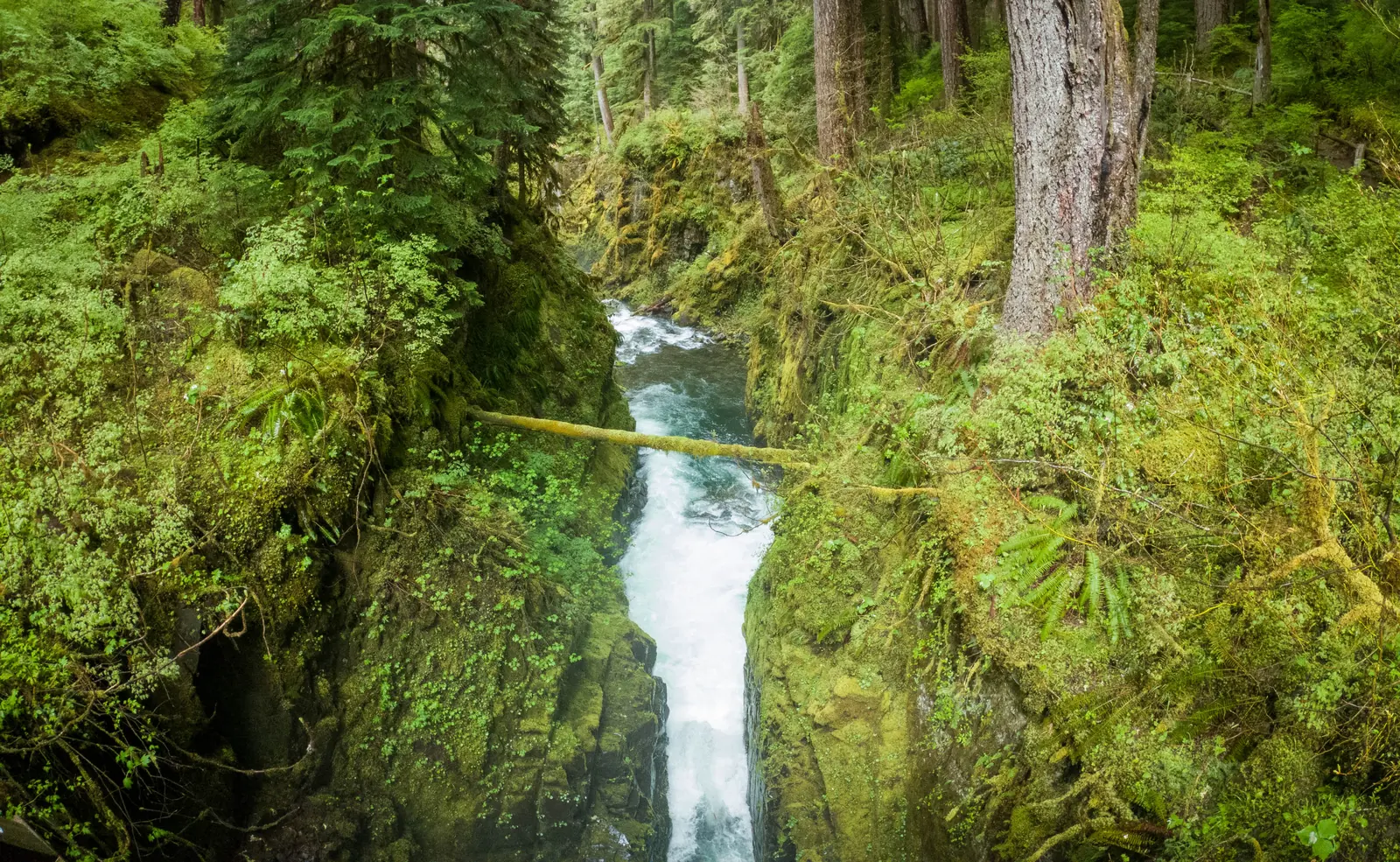 Sol Duc Falls in Olympic National Park plunging into a narrow, moss-green gorge, with a fallen tree trunk above