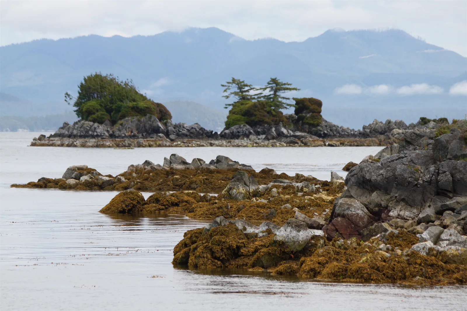 Small wooded rocky islands of the Broken Group Islands in Pacific Rim National Park Reserve, in the calm water of Barkley Sound, the mountains of Vancouver Island behind