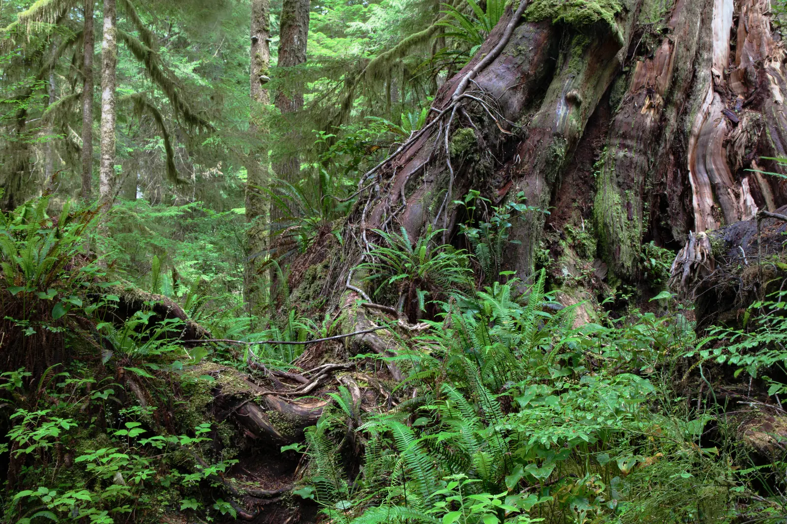 Moss-covered root base of a massive conifer in the temperate rainforest of Pacific Rim National Park Reserve, dense ferns on the ground