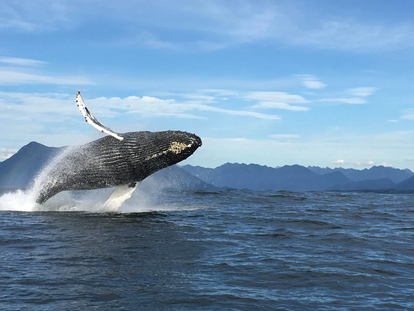 Offer photo: From Tofino: whale watching off the Long Beach coast