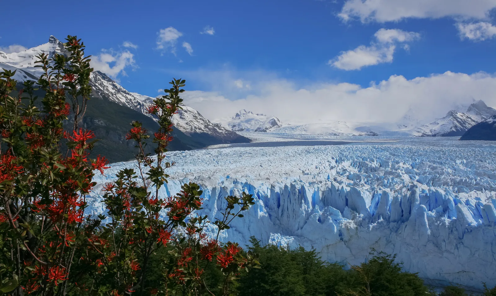 Red notro flowers in front of the Perito Moreno Glacier in Los Glaciares National Park, the ice front and snowy peaks behind under a blue sky