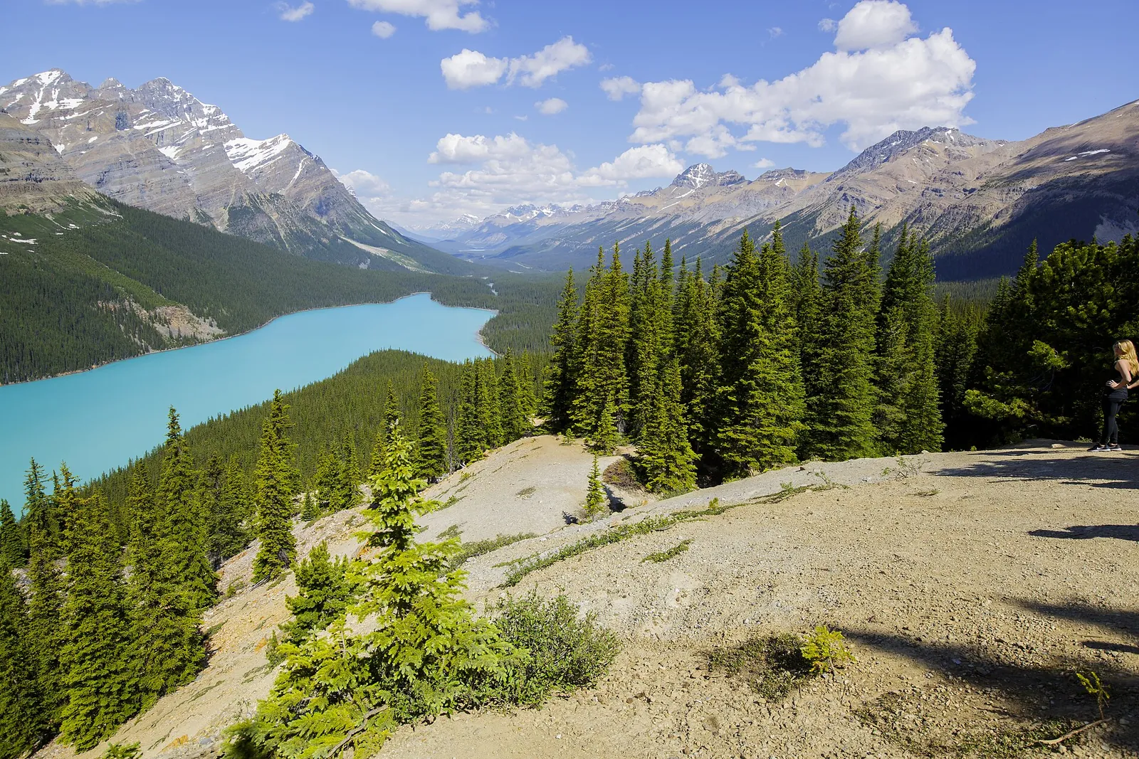 Rocky viewpoint slope above Peyto Lake in Banff National Park, young spruce in the foreground, the lake far below in the valley.