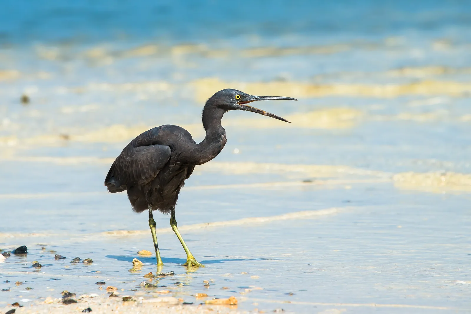 A dark Pacific reef heron standing in shallow water on a beach on the Phi Phi Islands, its long bill open