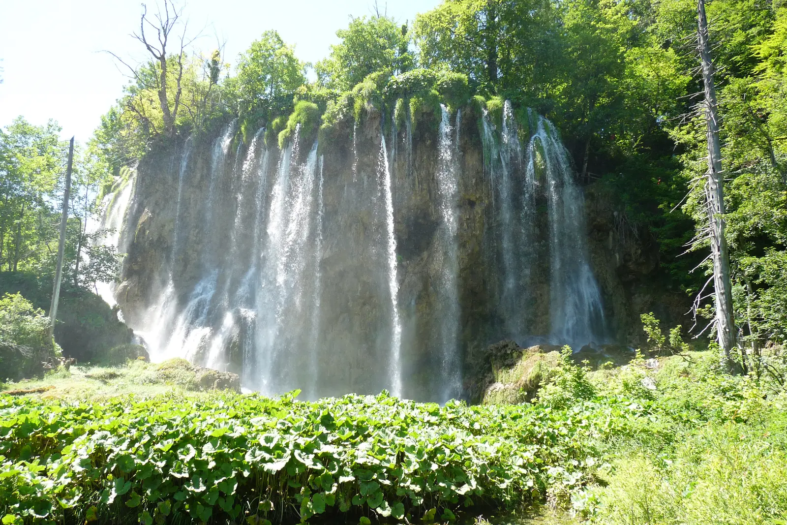 Veliki Prštavac in Plitvice Lakes National Park falls in many fine curtains of water over a mossy tufa edge, with lush green bankside plants in the sunlight in front