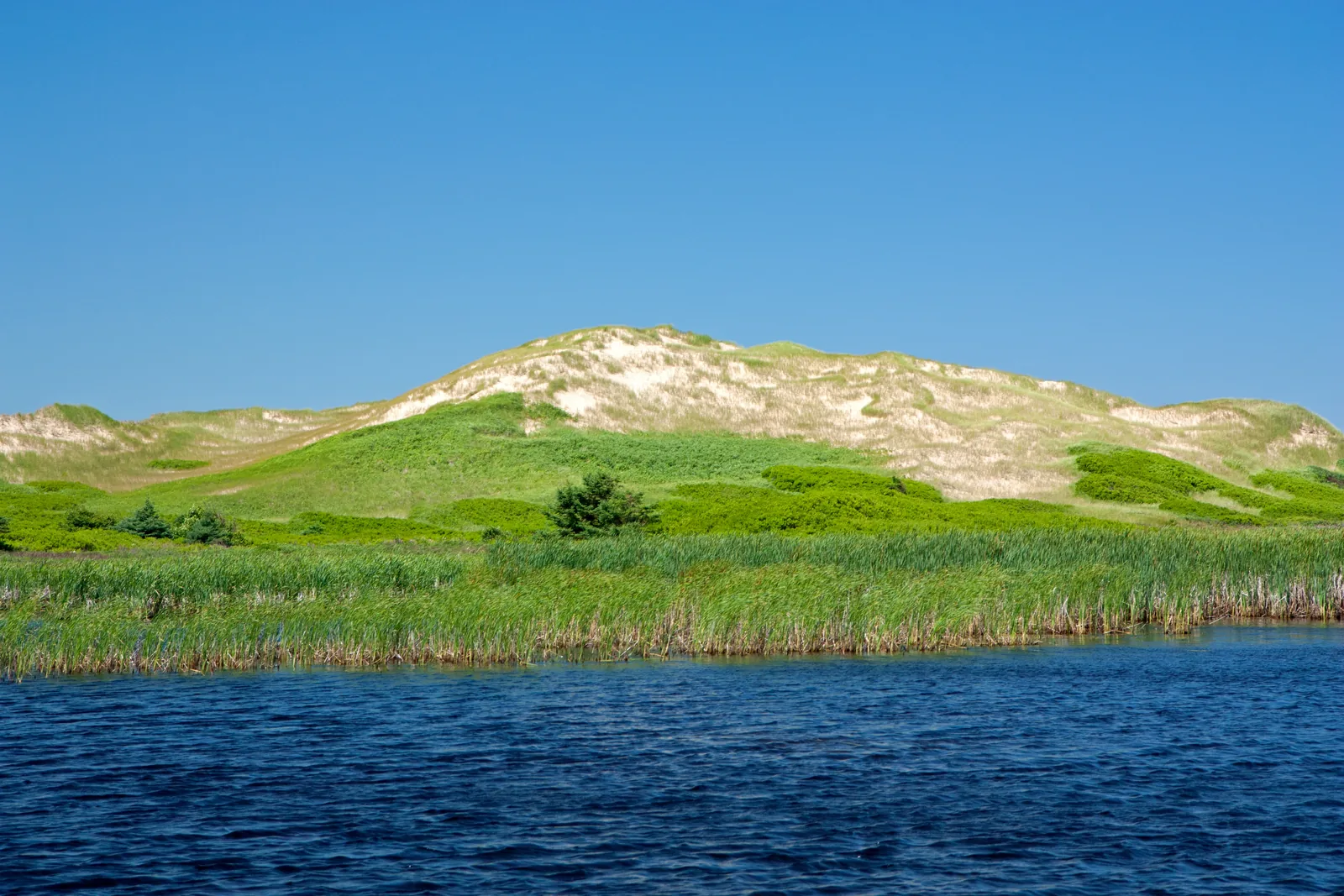 A tall, partly vegetated sand dune in Prince Edward Island National Park rises behind a reed belt above a dark blue pond, under a cloudless sky.