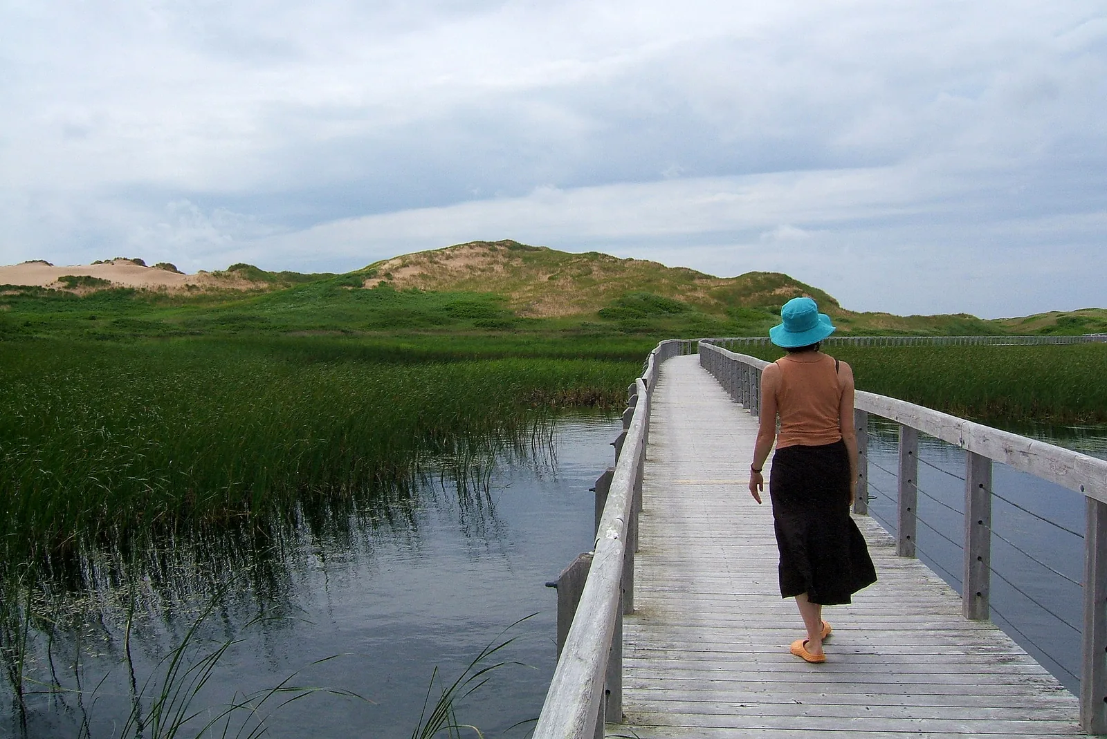 A visitor in a turquoise hat walks across a floating wooden boardwalk through dense reeds towards the green dunes of Greenwich in Prince Edward Island National Park.
