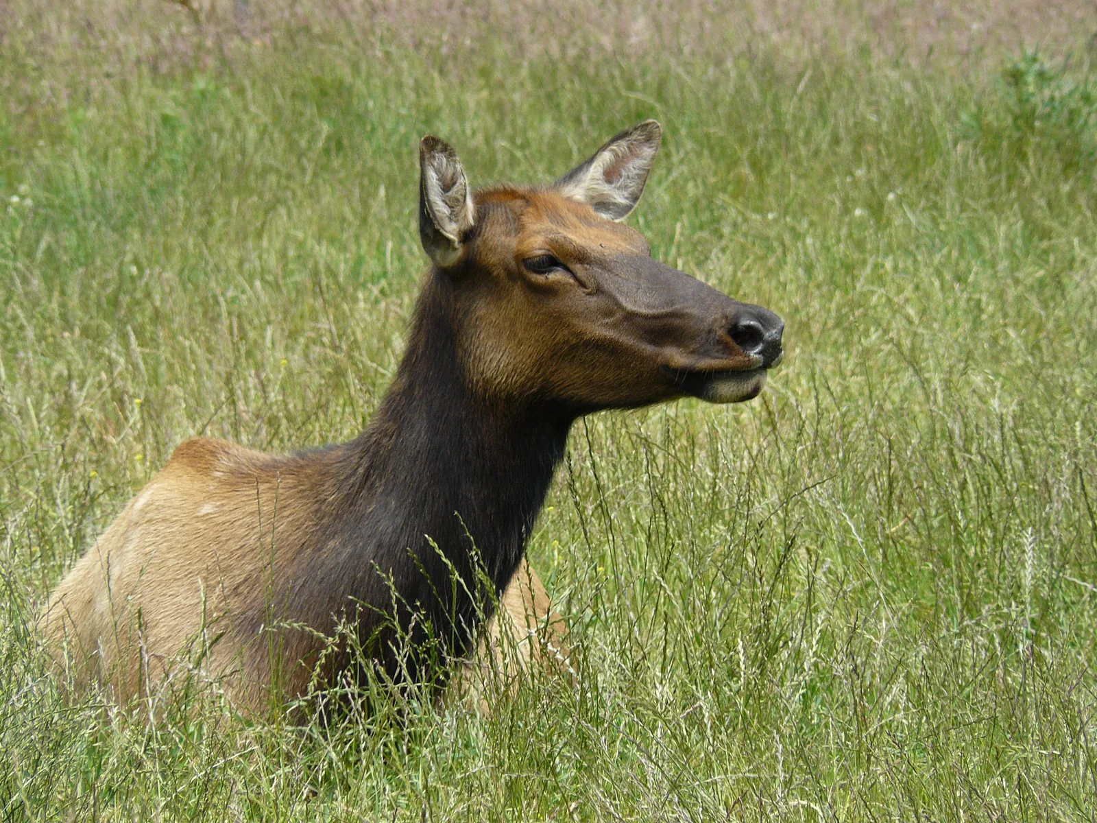 A cow elk lies in Redwood National Park chest-deep in tall grass, looking out of the frame to the right
