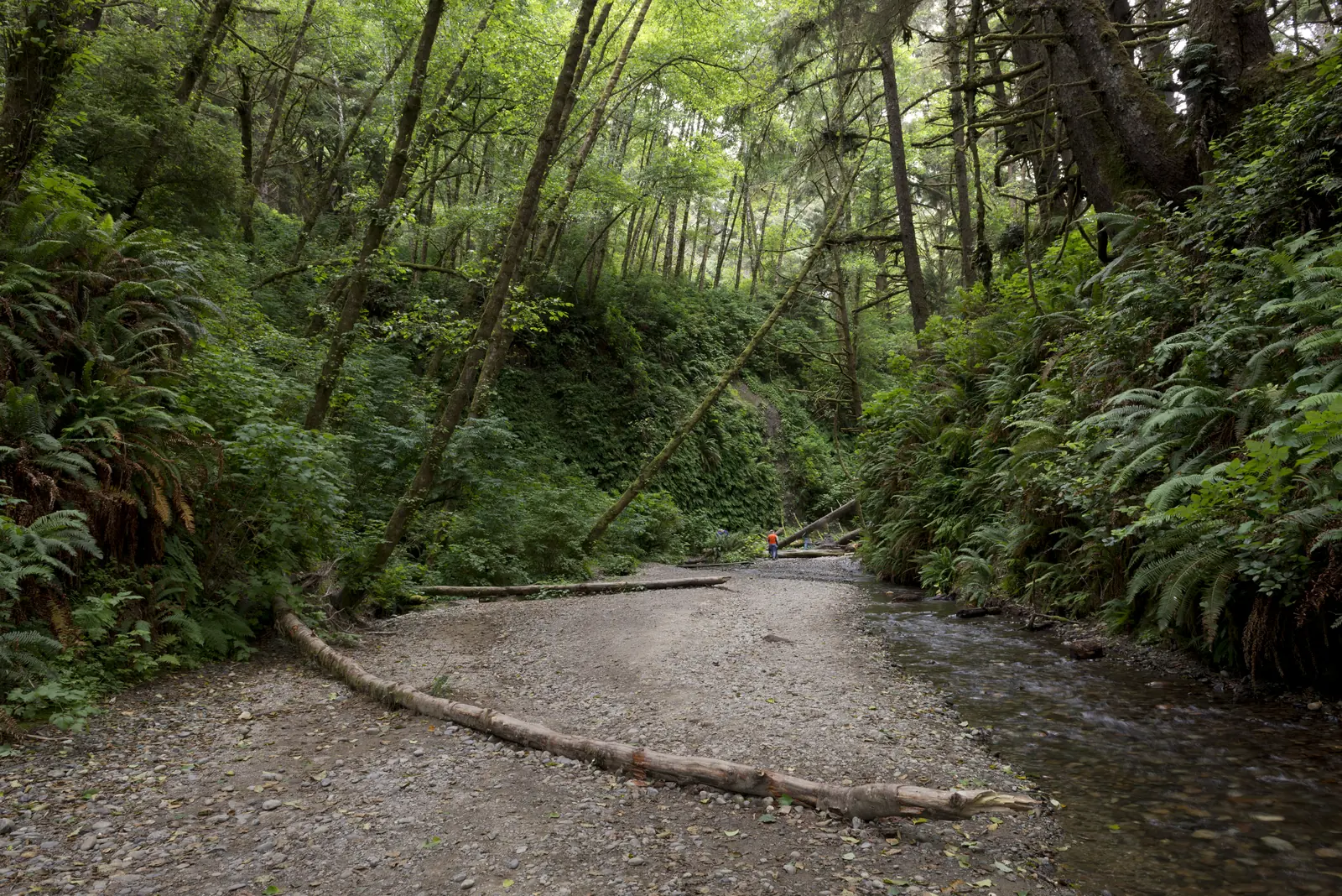 Fern Canyon in Redwood National Park: Wide gravel bed between two steep canyon walls densely covered in ferns, fallen trunks lying across it, two small figures in the background