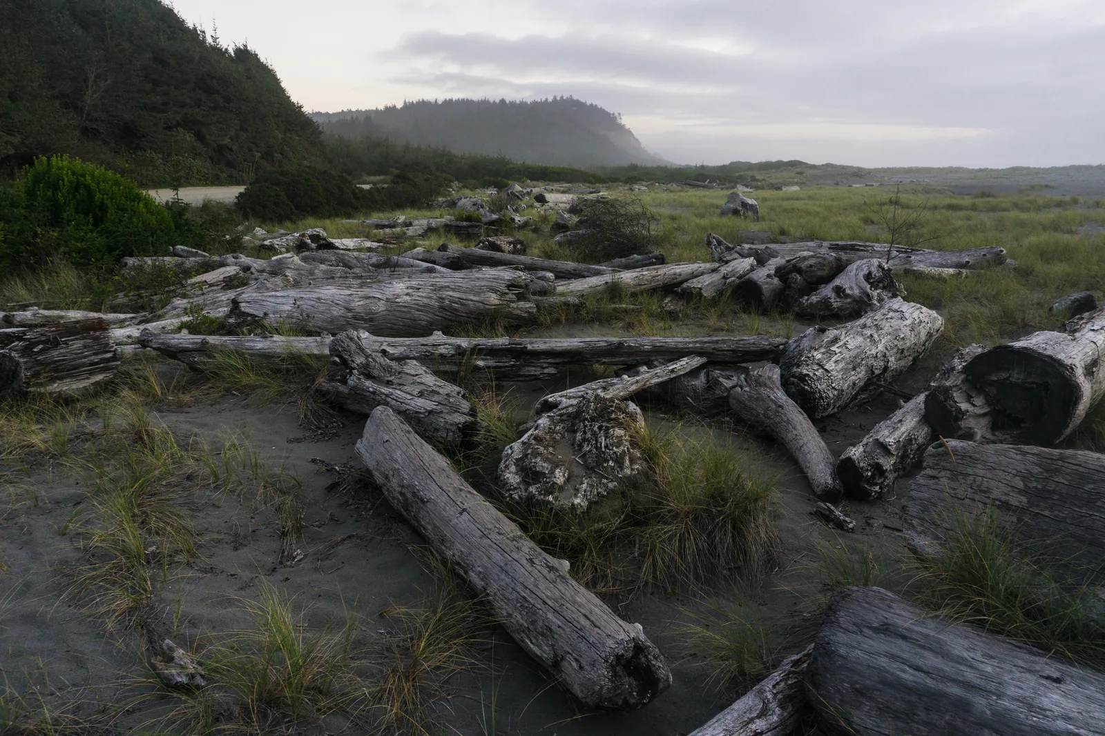 Bleached driftwood logs lie at Gold Bluffs Beach in Redwood National Park criss-crossed in dune grass in front of a forested bluff, low fog hanging above