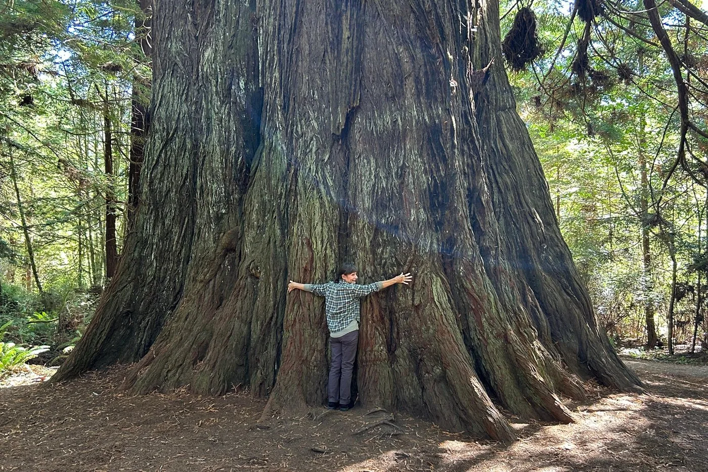 Offer photo: Redwood National and State Parks: Guided Walking Tour