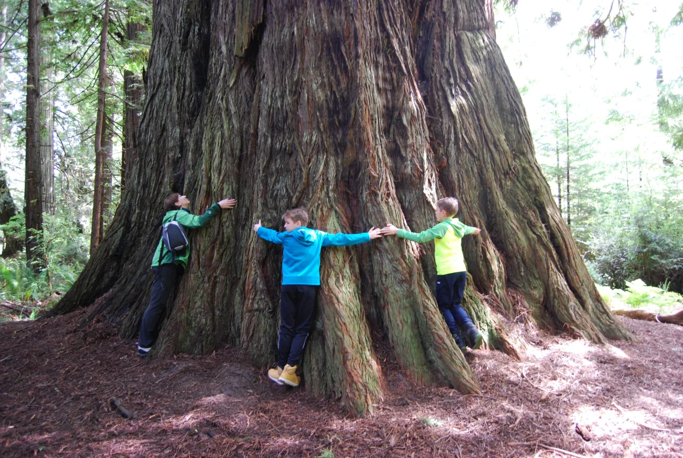 Offer photo: Prairie Creek State Park: Redwood Forest Hiking Tour
