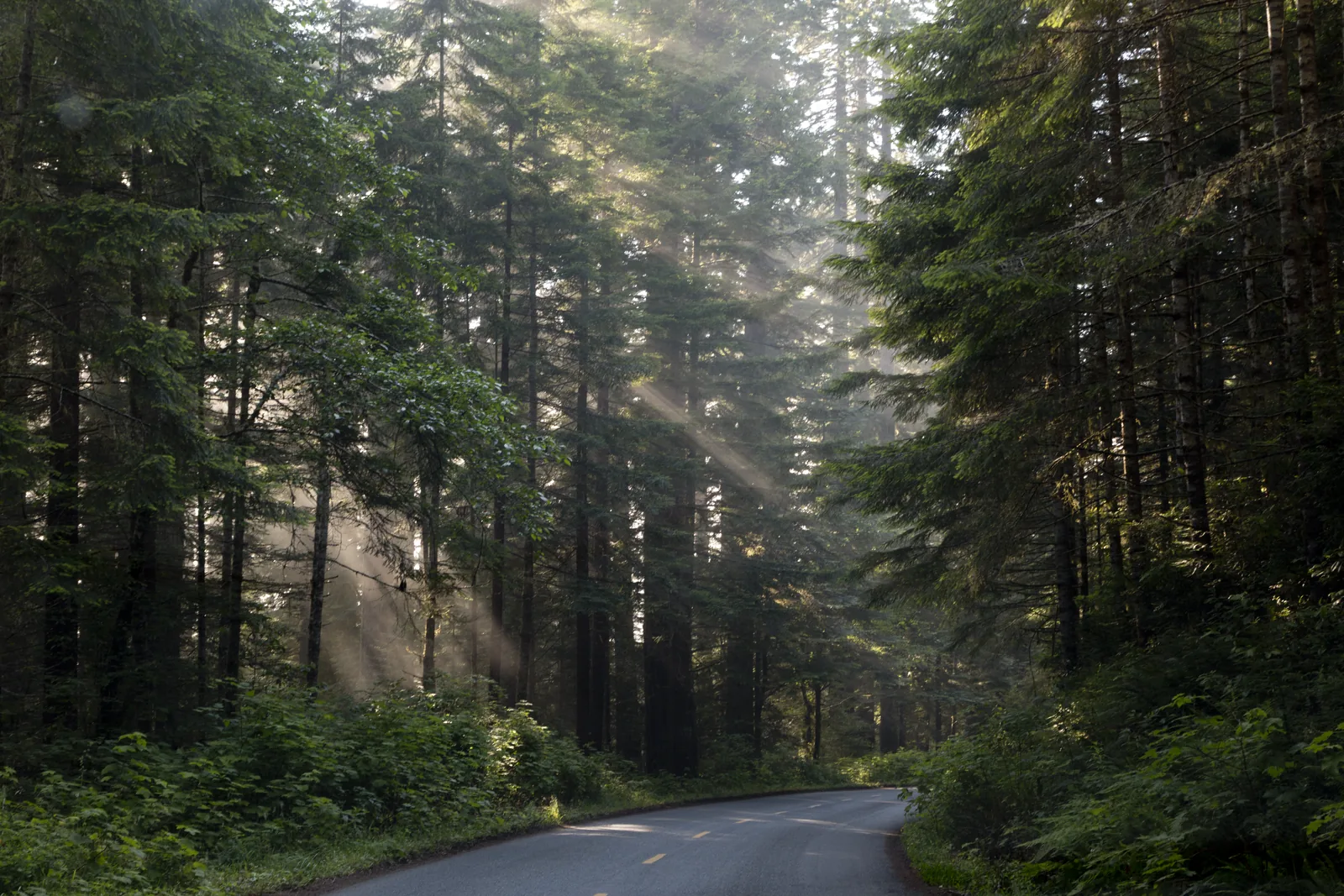 A narrow road runs through dense coastal forest in Redwood National Park, slanting sunbeams show as visible shafts in the fog between the trunks