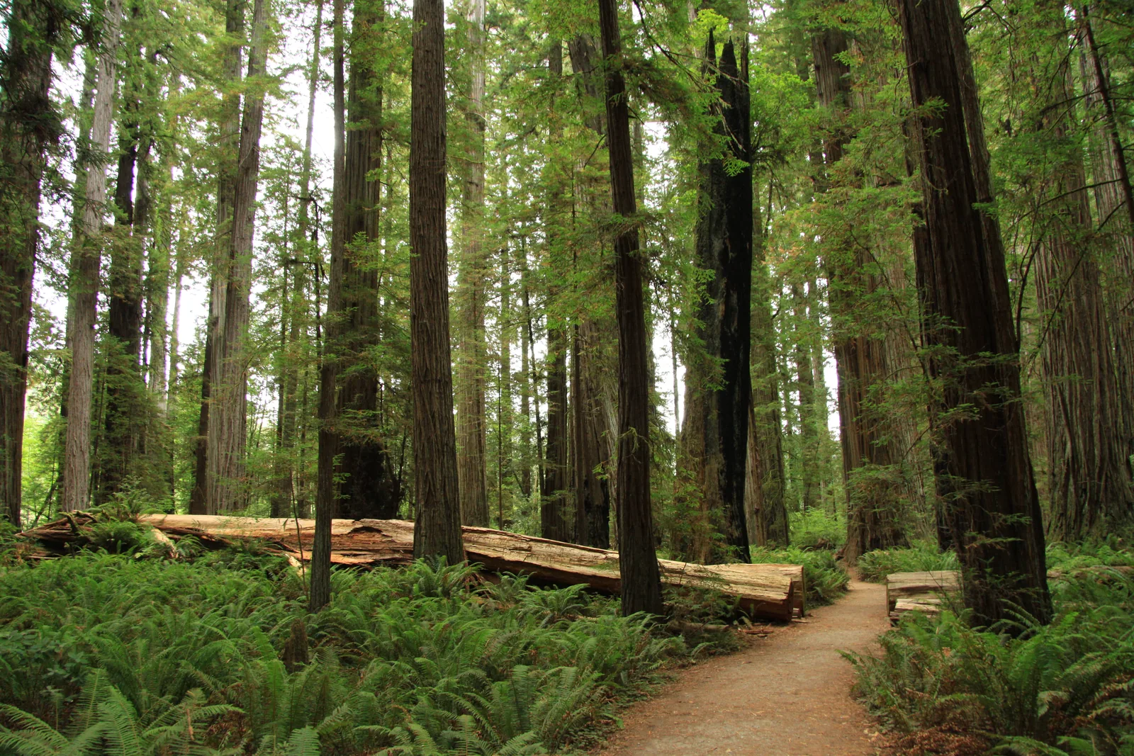 Narrow dirt path in Stout Grove in Redwood National Park between knee-high sword ferns, a fallen trunk on the left, vertical redwood trunks all around in diffuse light