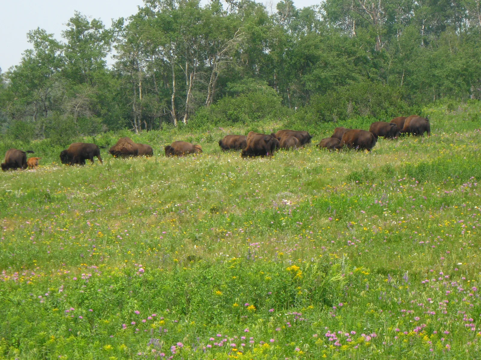 The bison herd in Riding Mountain National Park grazes scattered across a flowering meadow slope in the enclosure, a solid forest edge behind