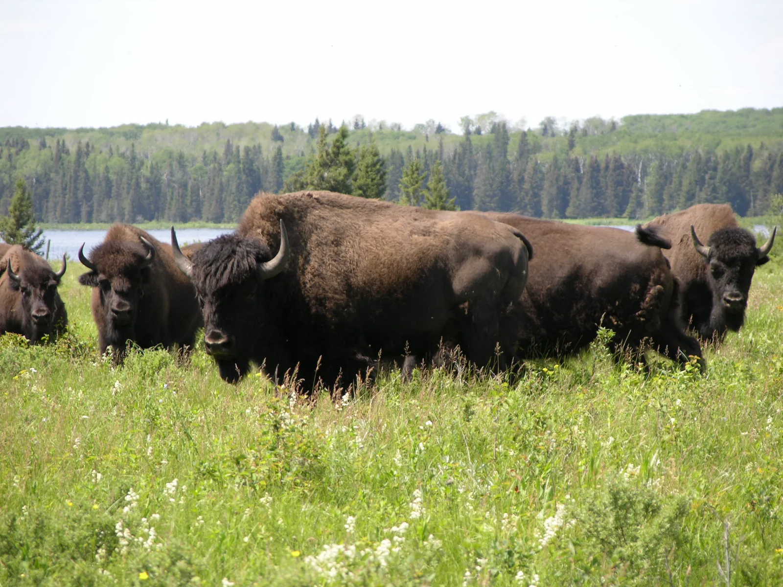 A group of plains bison stands in the tall summer grass of the Lake Audy enclosure in Riding Mountain National Park, a solid forest edge behind