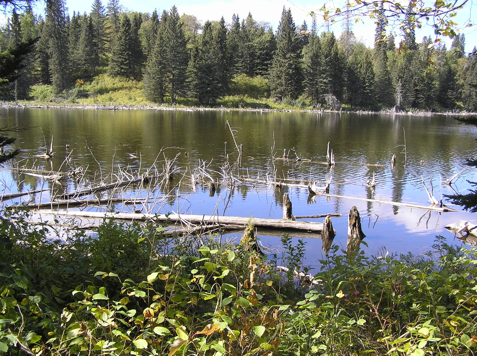 Still forest pond in Riding Mountain National Park with dead trees in the water, dense conifer forest all around reflected in the surface