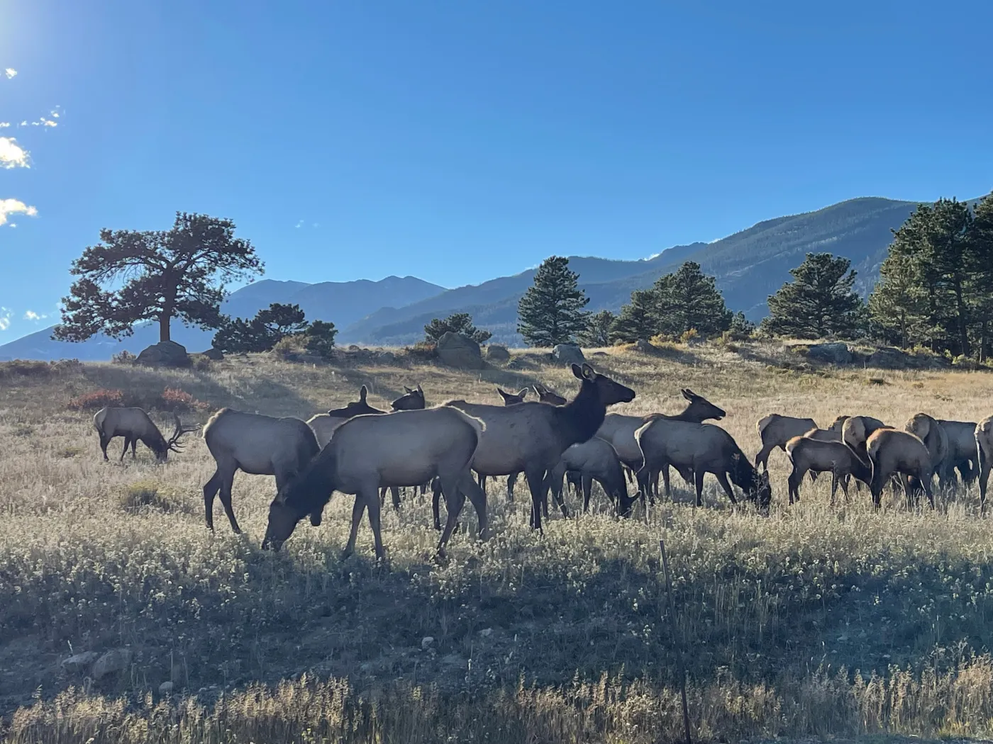 Offer photo: Estes Park: guided elk rut tour at sunrise or sunset