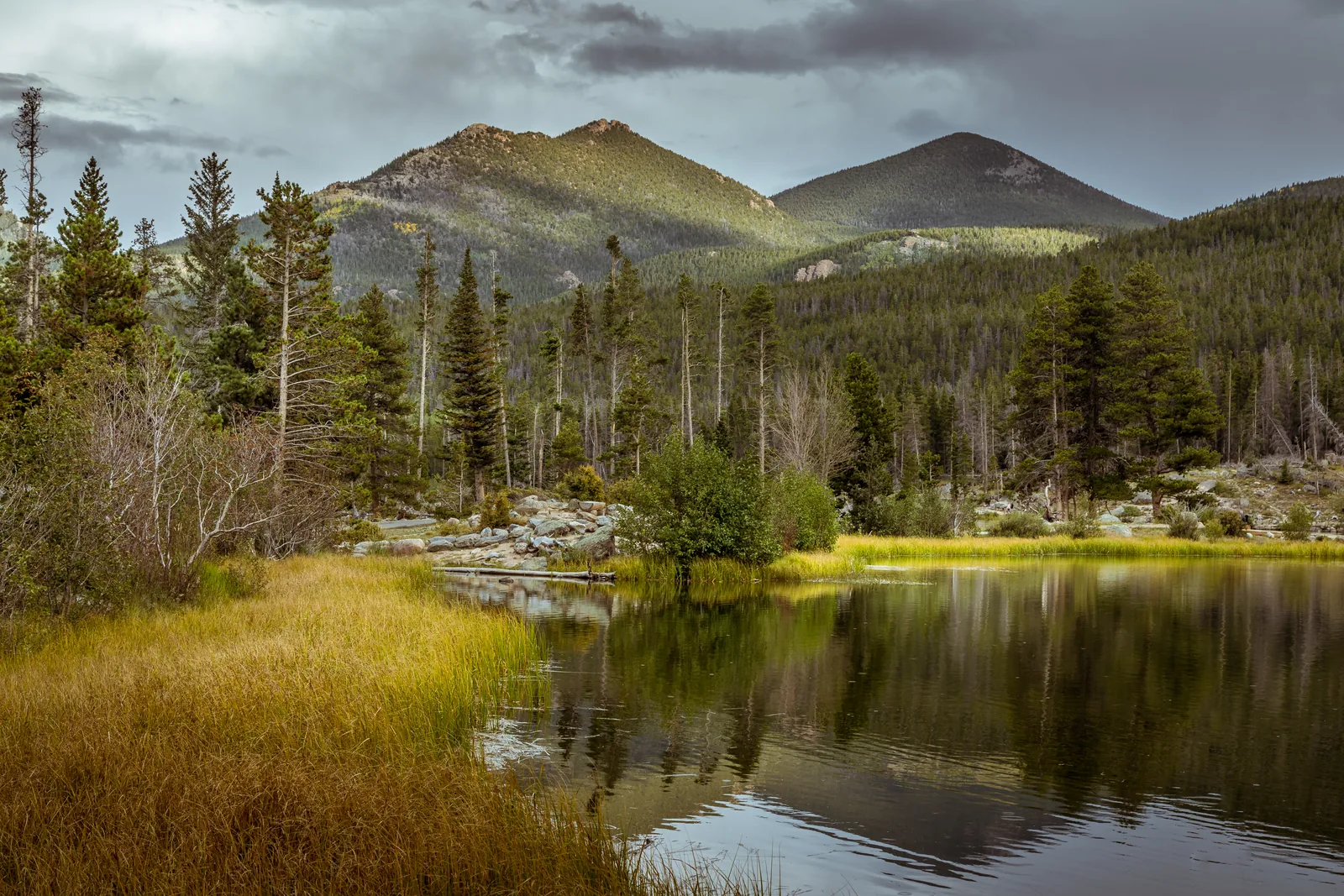 A still lake in Rocky Mountain National Park reflects forested ridges, yellow shoreline grass in the foreground and a solid grey cloud cover above