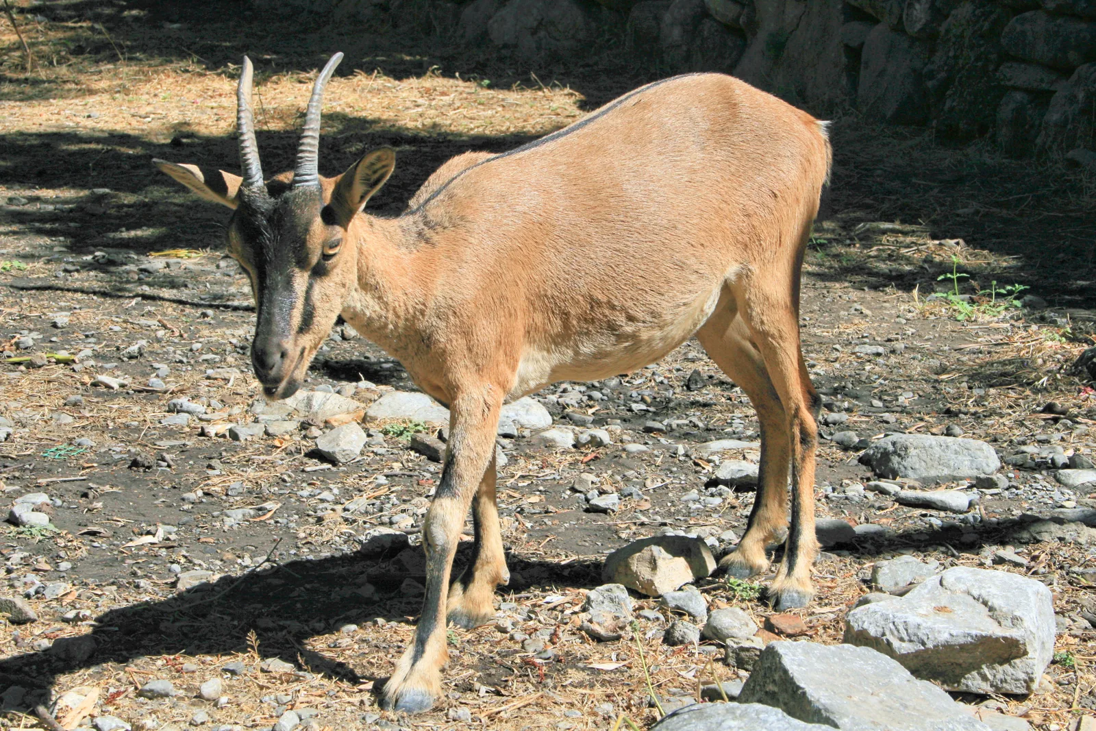A kri-kri wild goat with long horns looks for food among stones in Samaria National Park