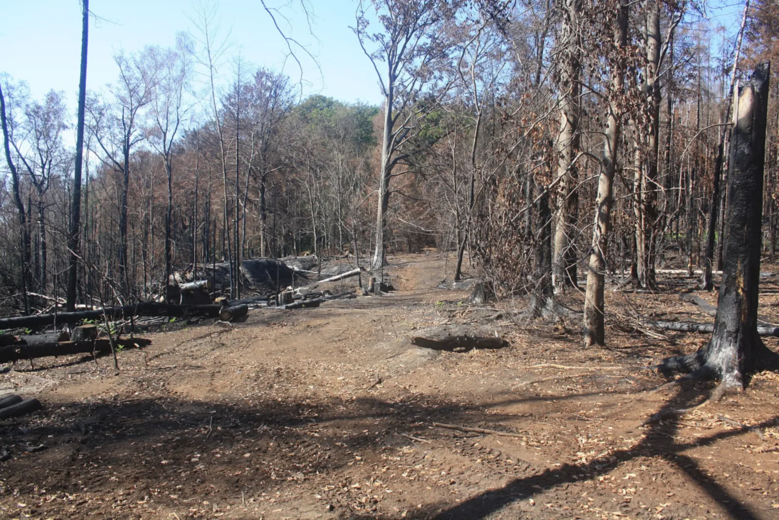 Burnt forest floor in Saxon Switzerland National Park with charred trunks and dead trees after the 2022 forest fire
