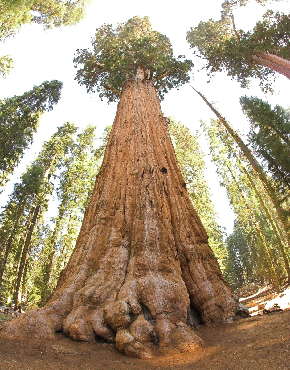 Looking up the trunk of the General Sherman Tree in Sequoia National Park into its crown, with more giant sequoias all around