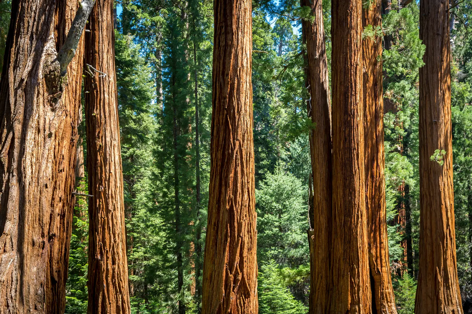 Reddish-brown trunks of giant sequoias at the edge of Crescent Meadow in the Giant Forest of Sequoia National Park