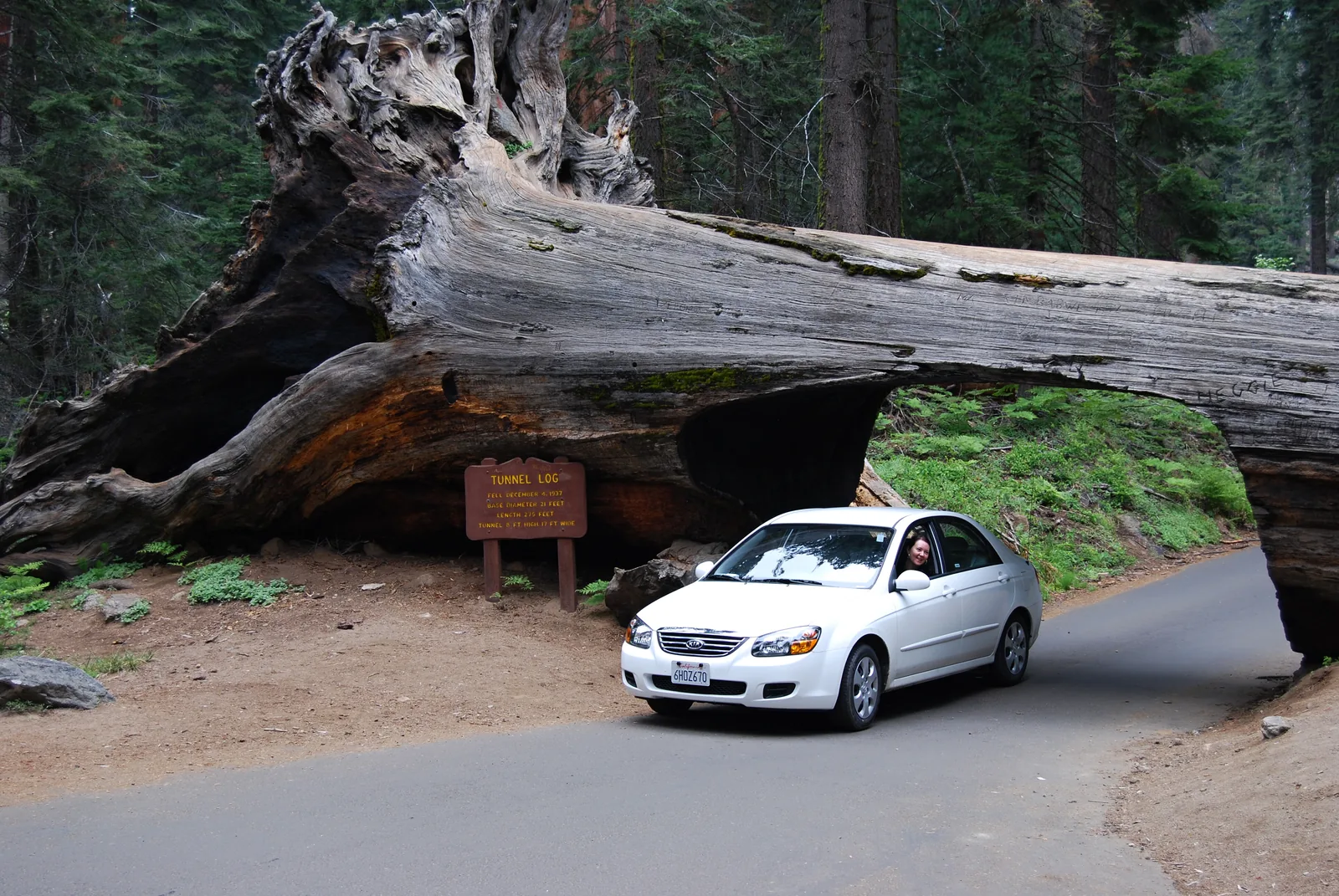 A white car drives through the opening cut into the fallen Tunnel Log in Sequoia National Park