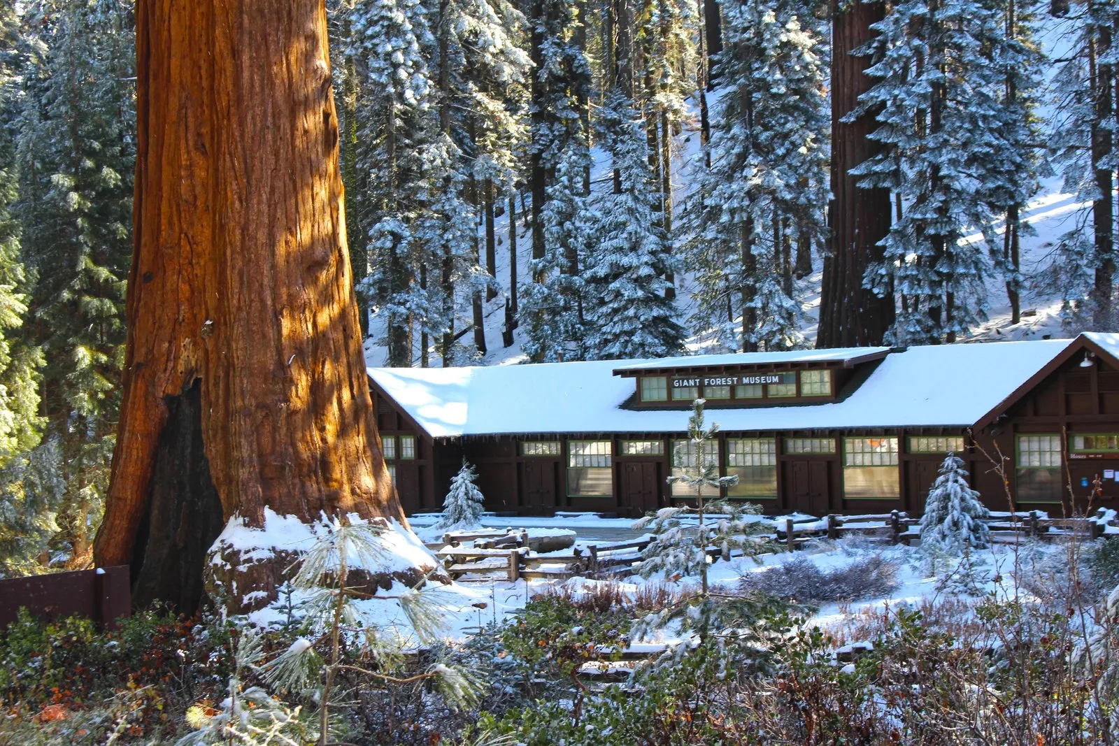 Offer photo: Winter hike in the Giant Forest with a naturalist