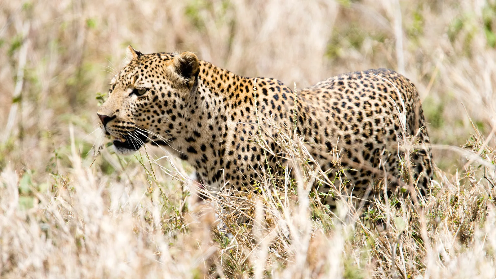 A leopard stalks through tall dry grass in the Seronera Valley in Serengeti National Park