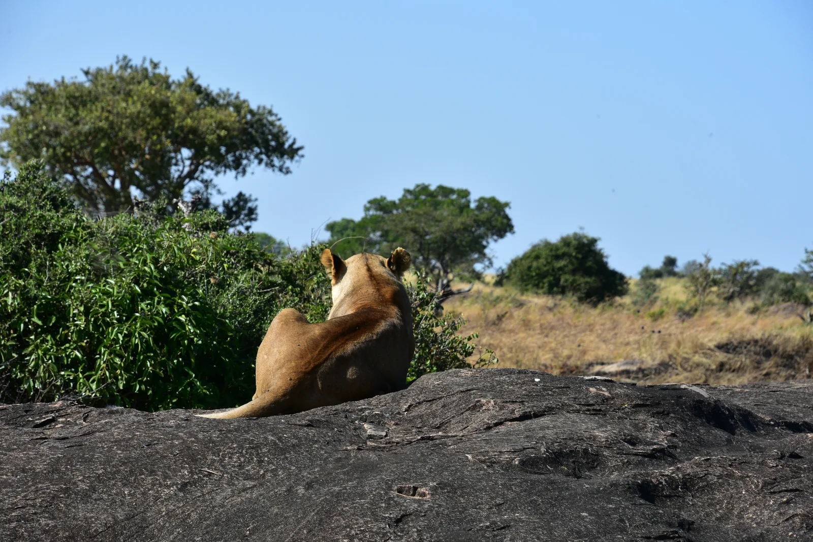 A lioness sits on a granite rock in Serengeti National Park and looks out over the plain