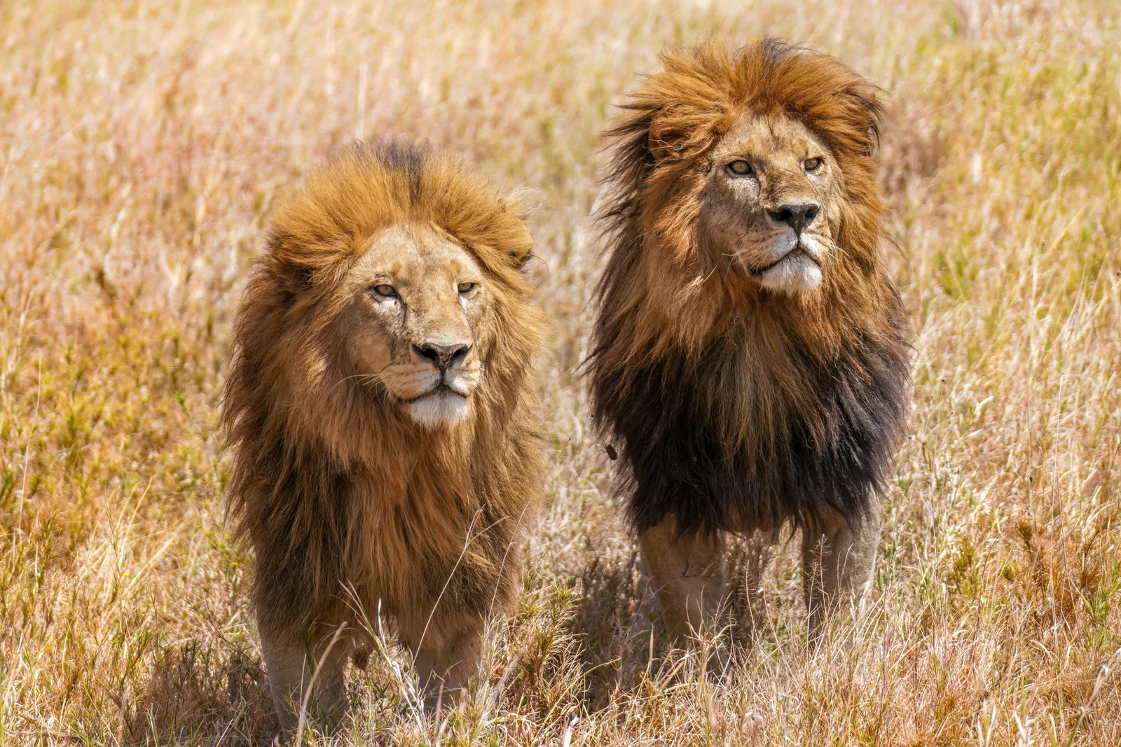 Two male lions with dark manes side by side in the yellow grass of Serengeti National Park