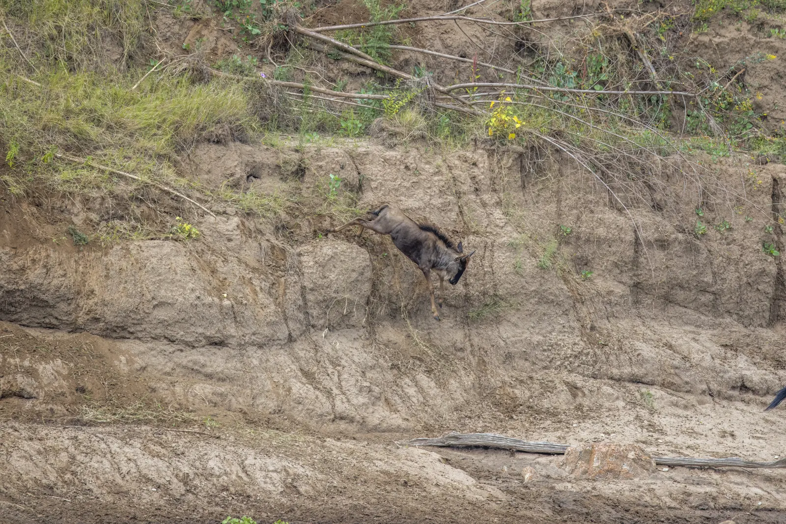 A wildebeest leaps from the steep bank into the Mara River during the Great Migration, more animals on the bank behind.