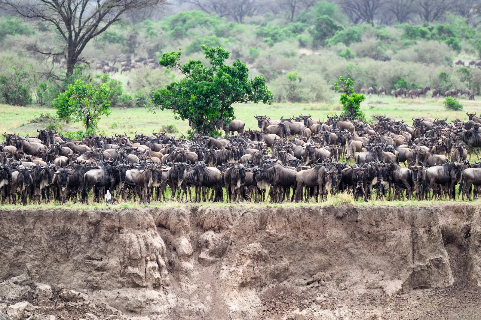 Hundreds of wildebeest crowd the steep bank of the Mara River before a Great Migration crossing.
