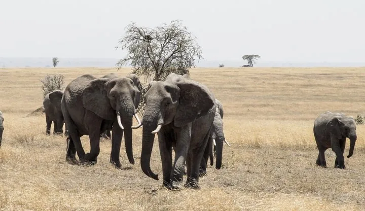 Offer photo: From Mwanza: two days in the Serengeti with one night in the park, private