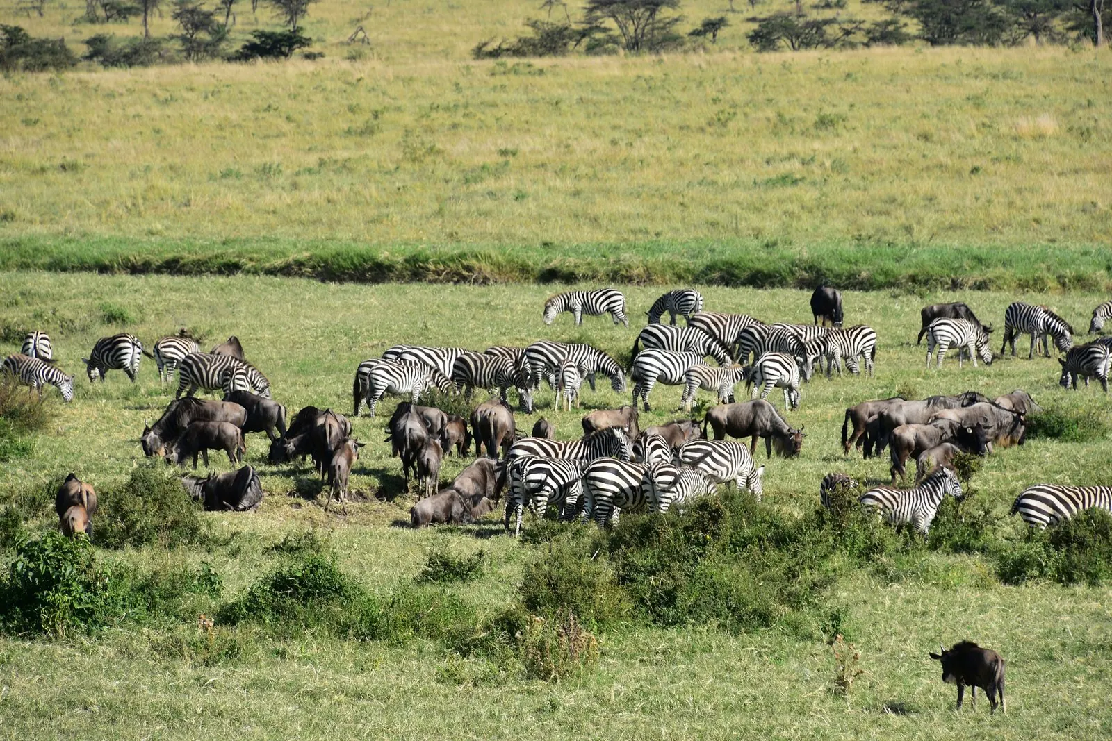 Zebras and wildebeest of the Great Migration grazing side by side in the northern Serengeti, an acacia slope behind.