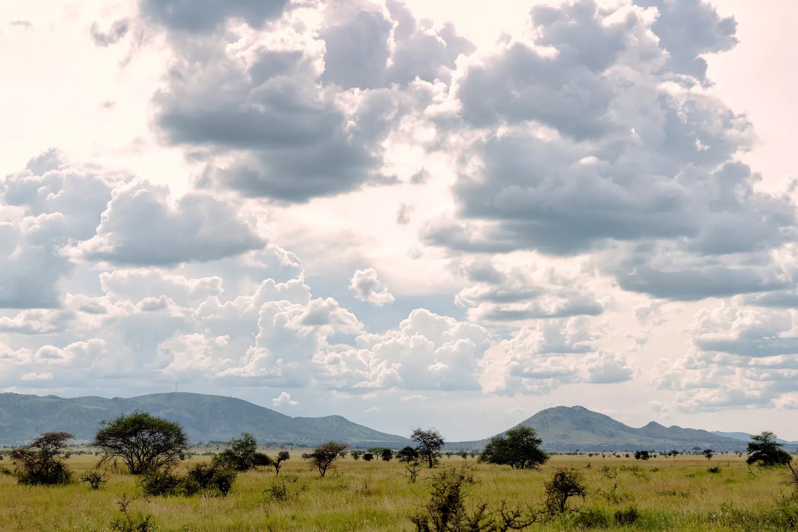 Tall clouds over the short-grass plains of the southern Serengeti, the calving grounds of the Great Migration.