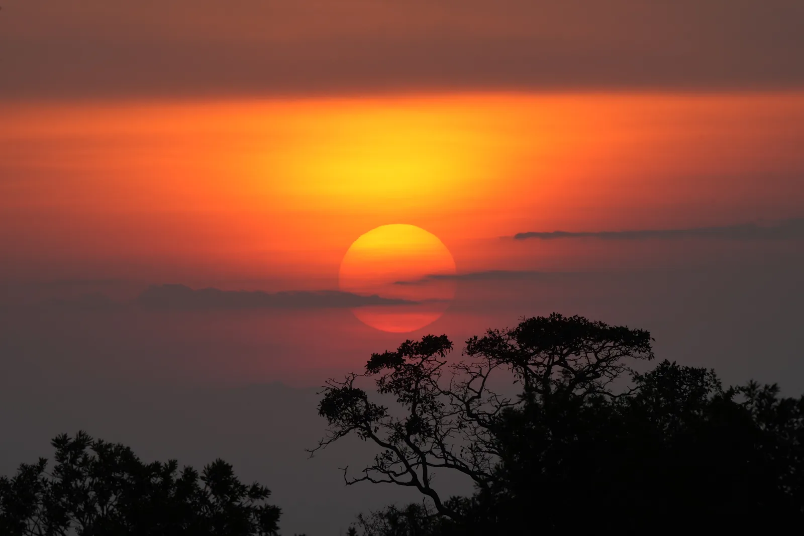 Sunrise over Serengeti National Park, the sun a red ball behind an acacia
