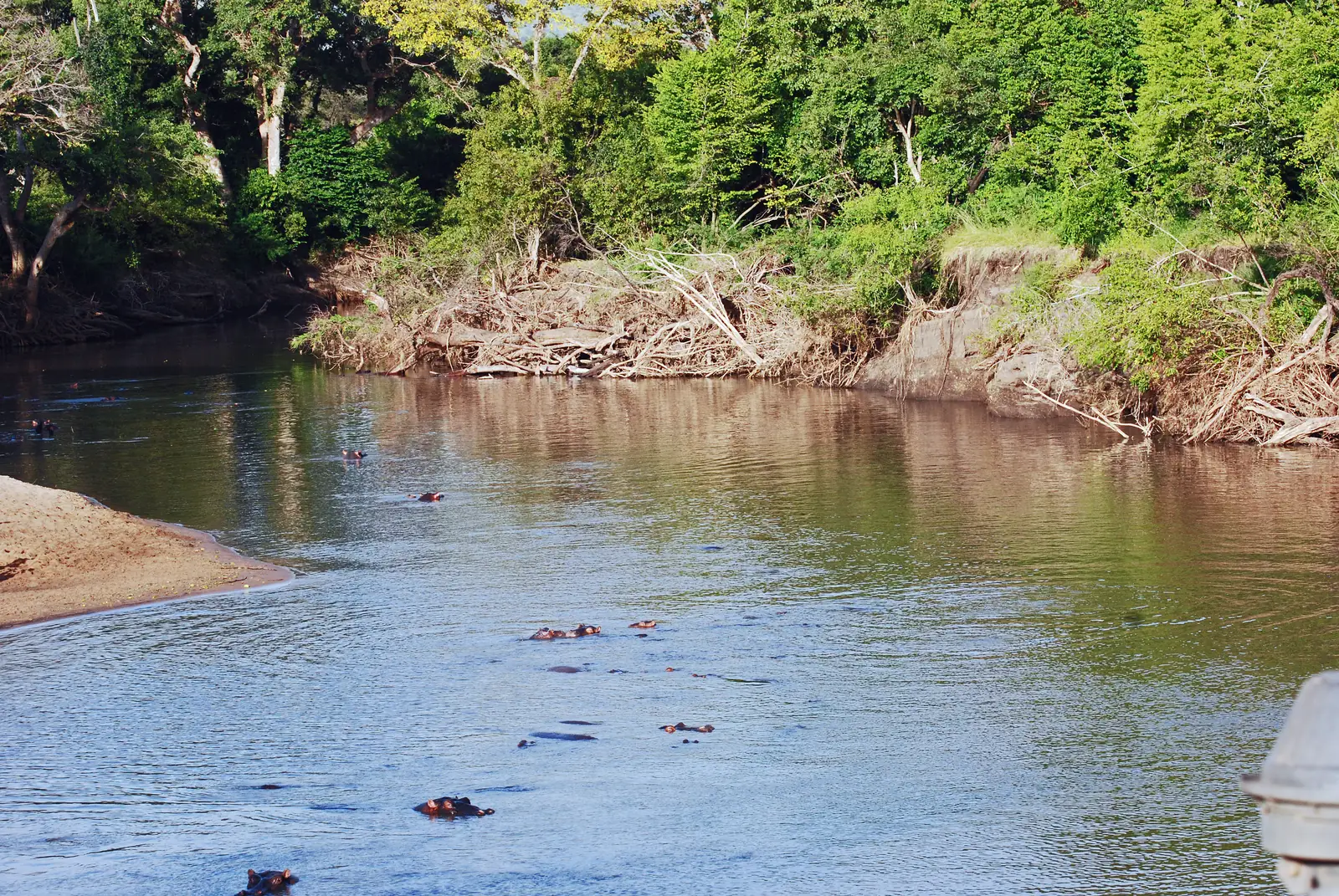 The Grumeti in the Western Corridor of Serengeti National Park, hippos in the brown water under riverine forest